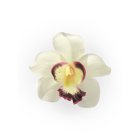 CO-HAARSPANGE-IVORY-ORCHID PIN-UP HAIR CLIP